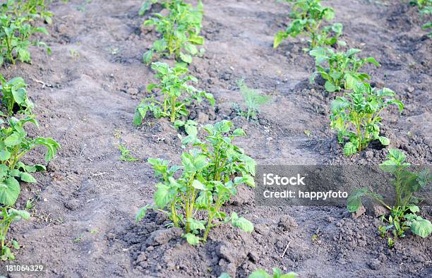 Kartoffel Stockfoto und mehr Bilder von Agrarbetrieb - Agrarbetrieb, Ast - Pflanzenbestandteil, Bauernberuf