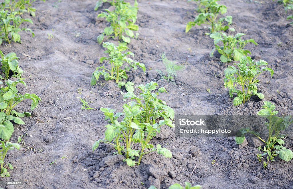 potato potatoes growing in a field Agricultural Field Stock Photo