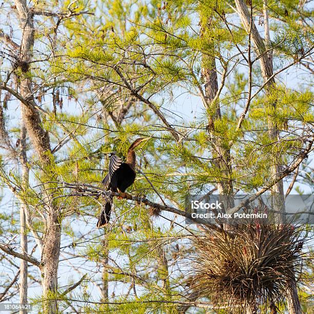 Aninga Indiana Nel Parco Nazionale Delle Everglades - Fotografie stock e altre immagini di Abbracciare gli alberi