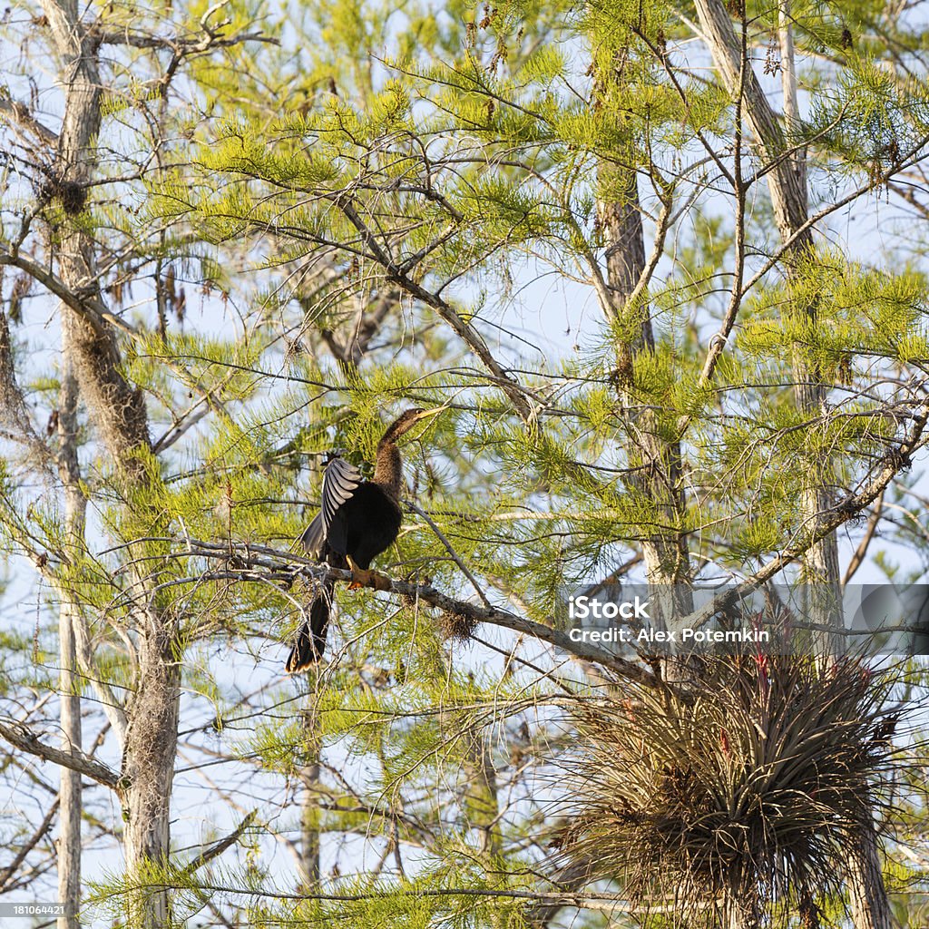 Wężówka amerykańska w Park Narodowy Everglades - Zbiór zdjęć royalty-free (Bagno)