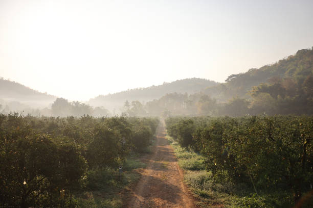 istock Orange Garden in sunrise backgound 1810644373