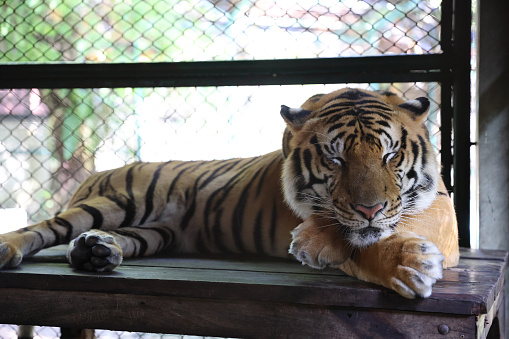Sumatran tiger sleeping in close up
