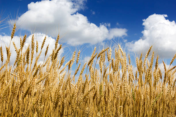 золотой урожай пшеницы под глубокое синее небо и облака - kansas wheat bread midwest usa стоковые фото и изображения