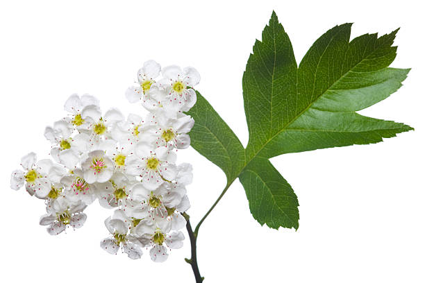 Close-up of a Flowering hawthorn on a white background Flowering redhaw hawthorn hawthorn photos stock pictures, royalty-free photos & images