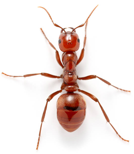 Polyergus Ants 10+ Polyergus Stock Photos, Pictures & Royalty-Free Images - iStock