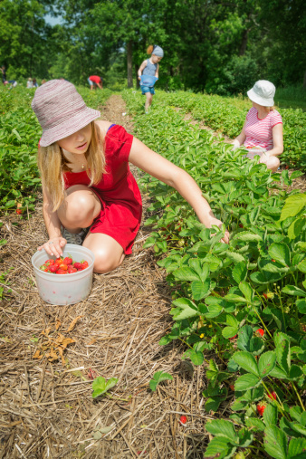 Three generation of girls picking up strawberries with blurred pickers in background. This was taken in Quebec region. Copy Space.