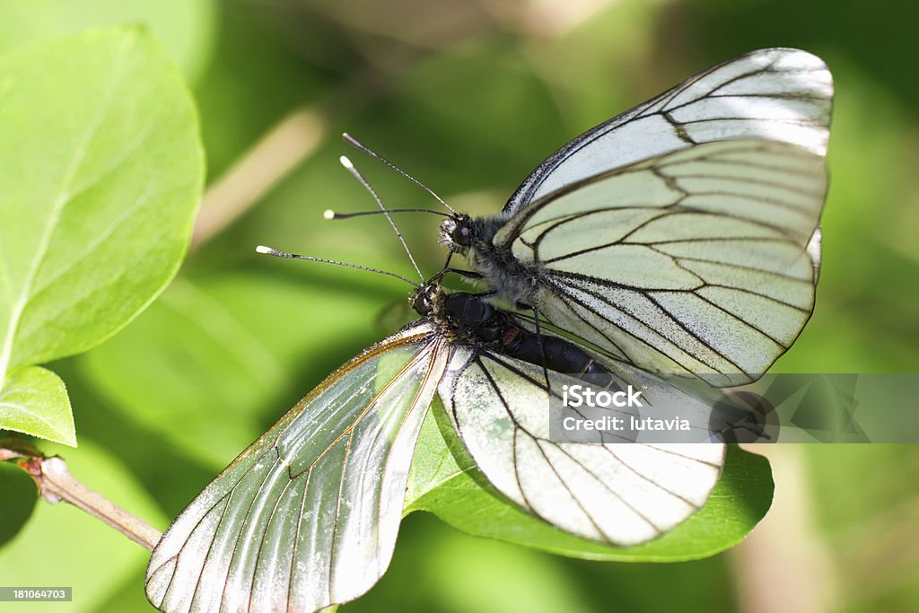 Wunderschöne butterflys - Lizenzfrei Bildhintergrund Stock-Foto