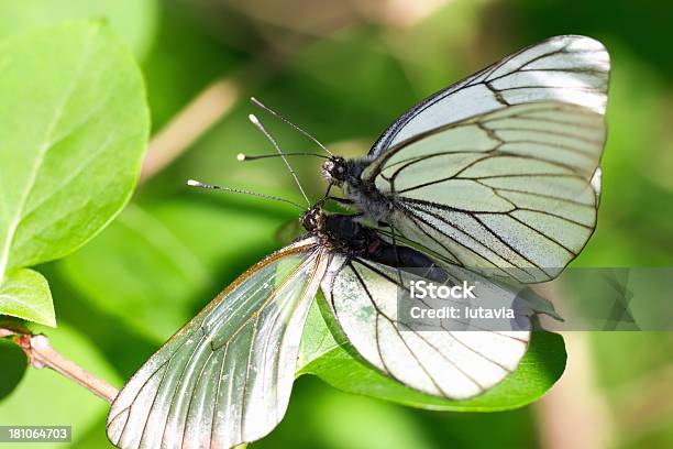 Wunderschöne Butterflys Stockfoto und mehr Bilder von Bildhintergrund - Bildhintergrund, Bildkomposition und Technik, Blatt - Pflanzenbestandteile