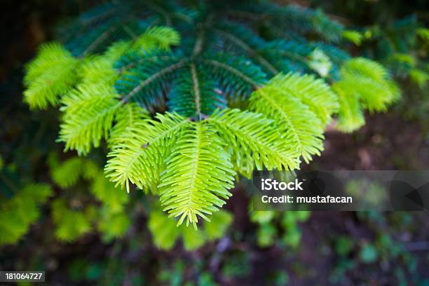 Coniferous 지점 0명에 대한 스톡 사진 및 기타 이미지 - 0명, 가문비나무, 검정색 배경