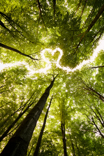 Heart shape shines through the forest ceiling.