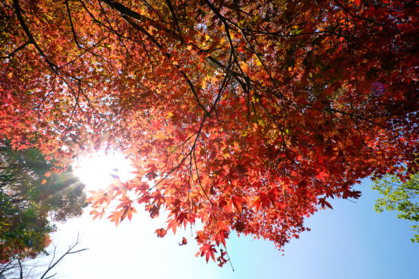 istock Bright red autumn leaves on a sunny day 1810649488