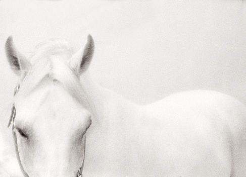 A portrait of a horse in balck and white