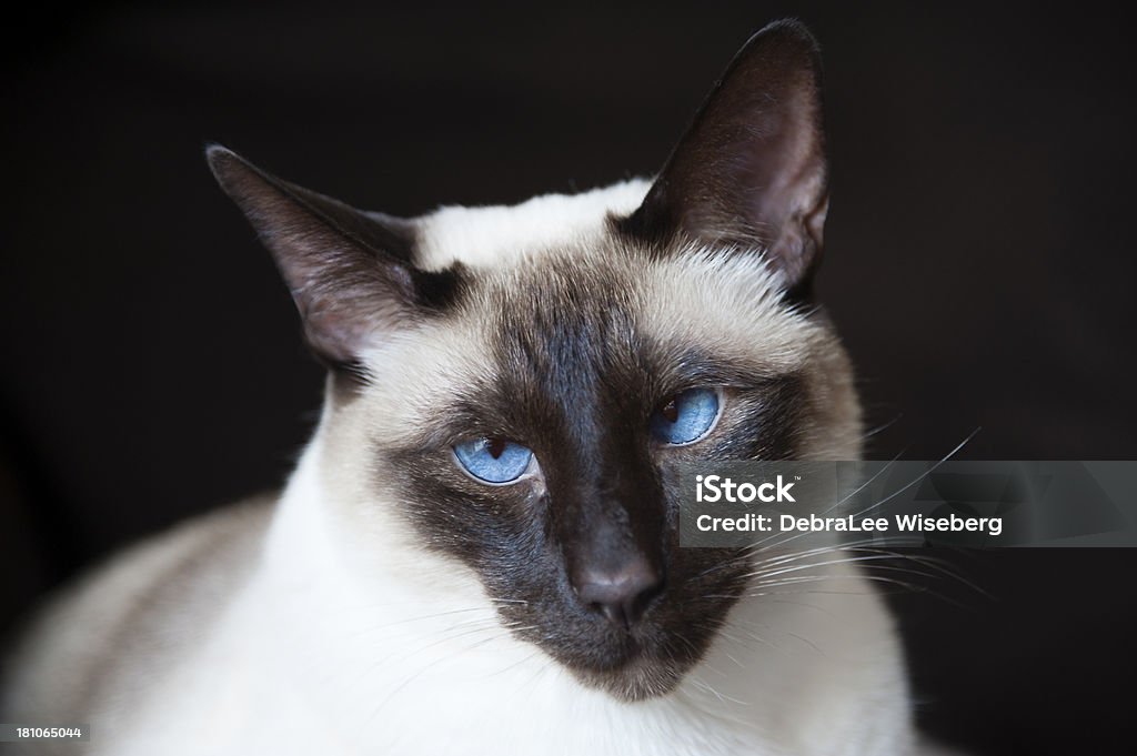 Old Blue Eyes " - Lizenzfrei Blaue Augen Stock-Foto