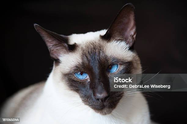 Old Blue Eyes Stockfoto und mehr Bilder von Blaue Augen - Blaue Augen, Dick, Domestizierte Tiere