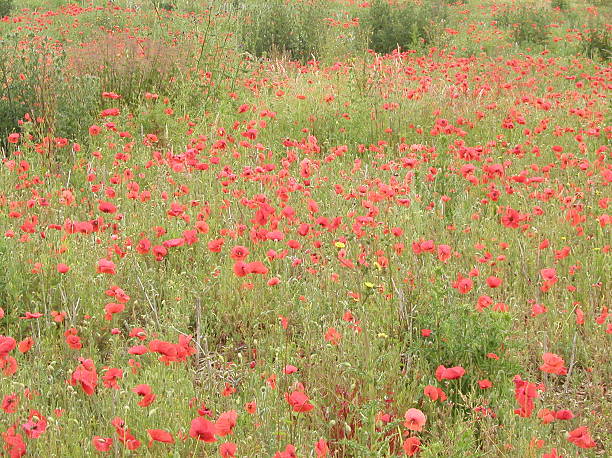 Campo de amapola - foto de stock