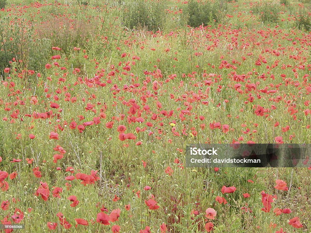 Champ de pavot - Photo de Armée de terre libre de droits