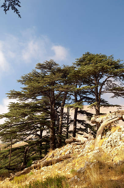 il cedars del libano vicino bcharre, libano - bcharre foto e immagini stock