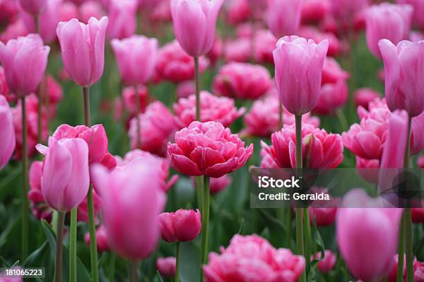 Розовые Тюльпаны — стоковые фотографии и другие картинки Без людей - Без людей, Белый, Большая группа объектов