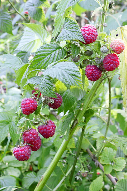 Raspberry berries Ramus of a wild raspberry with ripe berries rame stock pictures, royalty-free photos & images