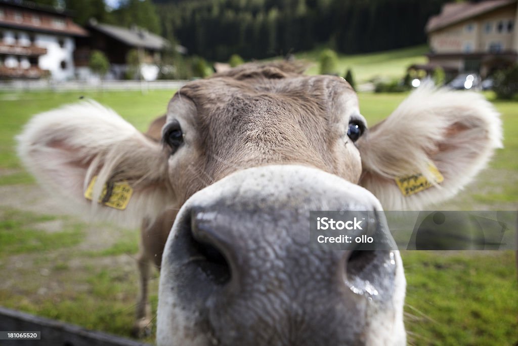 Closeup of a cow nose Closeup of a cow nose - Swiss cattle Alto Adige - Italy Stock Photo