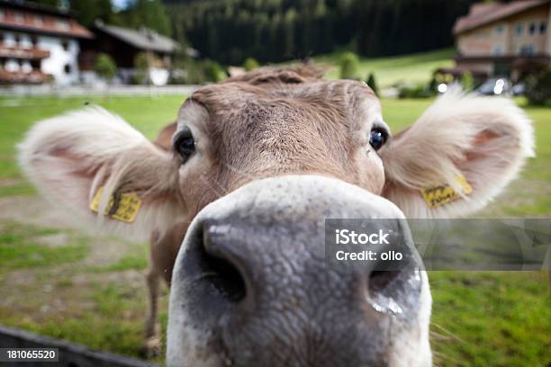 Closeup Of A Cow Nose Stock Photo - Download Image Now - Alto Adige - Italy, Animal, Animal Body Part