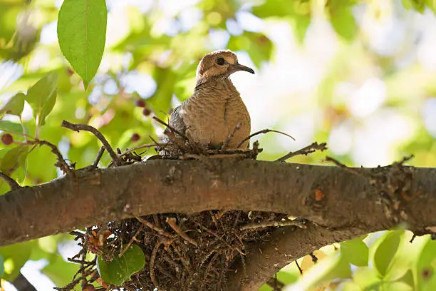 Photo of Young Mourning Dove