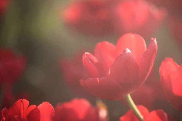 Red white Tulip flower in close up