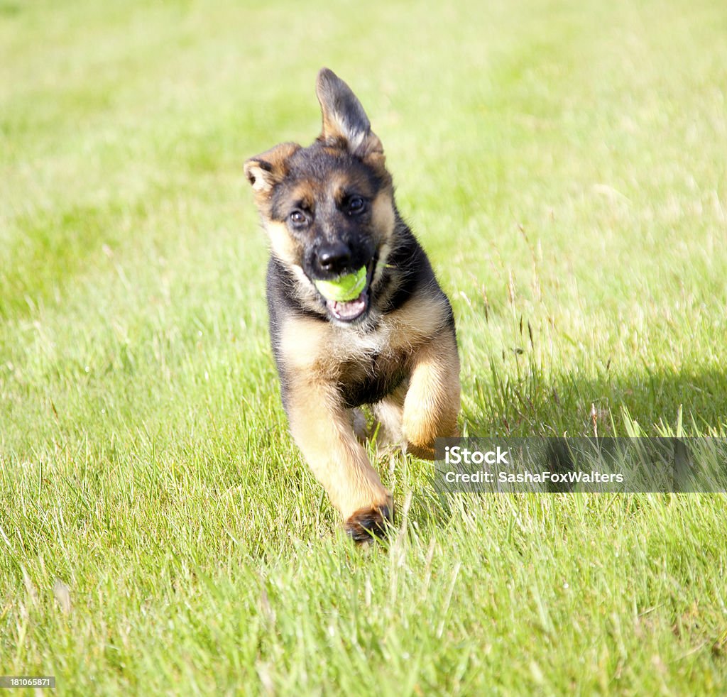 Pastor alemán cachorro - Foto de stock de Animal libre de derechos