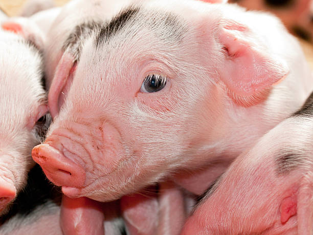 istock Pile of Piglets 181065917