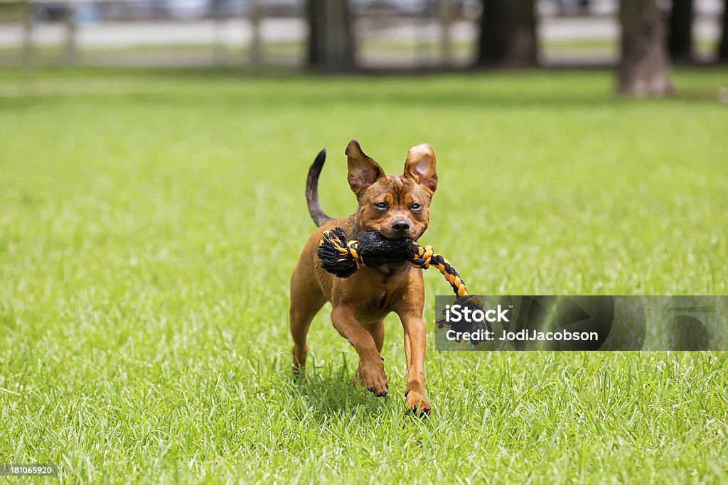 Бег в парке с собака Жевать игрушки в - Стоковые фото Бегать роялти-фри