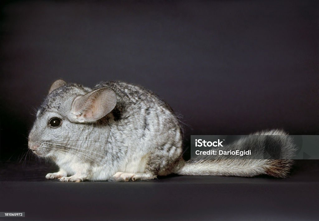 Animali del mouse - Foto stock royalty-free di Composizione orizzontale