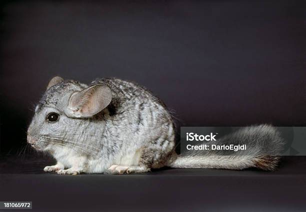 Animali Del Mouse - Fotografie stock e altre immagini di Composizione orizzontale - Composizione orizzontale, Criceto, Fotografia - Immagine