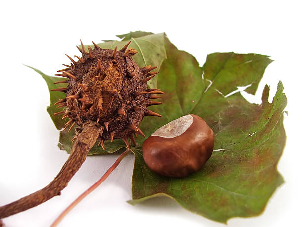 herbst komposition - chestnut isolated tree three objects stock-fotos und bilder