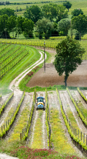 farmer on tractor spraying vines with insecticide in vineyard in Montalcino, Tuscany Italy