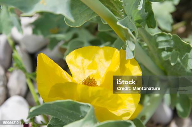 Amarillobrevicornis De Poppy Foto de stock y más banco de imágenes de Aire libre - Aire libre, Amapola - Planta, Amarillo - Color
