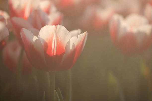 Red white Tulip flower in close up