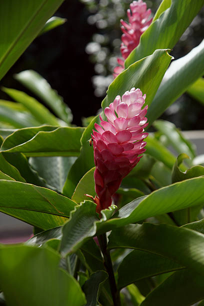 ピンクジンジャー（Alpinia purpurata ）垂直 ストックフォト