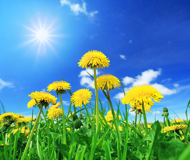Sunny Blue Sky over Yellow Dandelion Flowers - Spring Meadow - XXXL