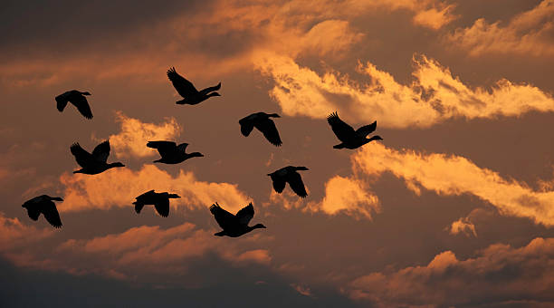 istock Egyptian Geese formation 181066323