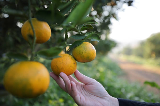 istock Orange Garden in sunrise backgound 1810663623