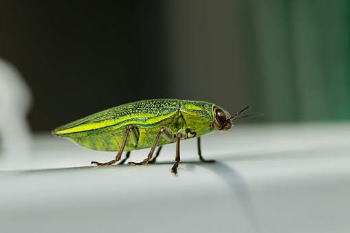 A jewel beetle absorbing energy from the sun in Okinawa, Japan.