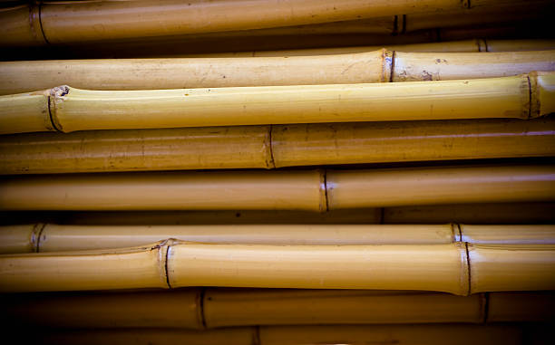 il bambù - golden bamboo foto e immagini stock