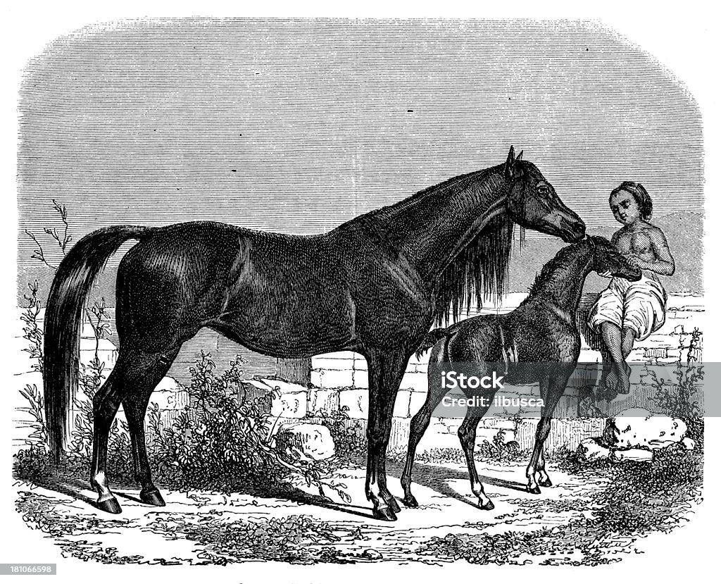 Antique illustration of arab horse Arabian Horse stock illustration