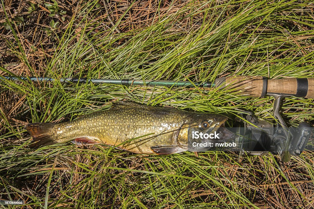 Schöne wilde Bachforelle mit goldener Farbe - Lizenzfrei Bachsaibling Stock-Foto