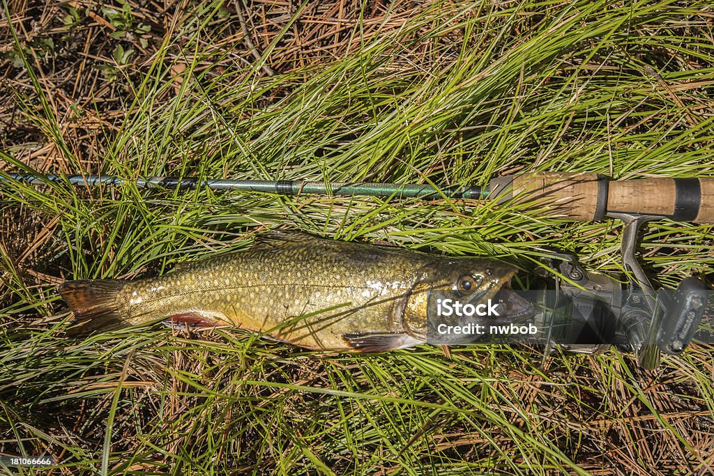 Hermoso Wild Brook trucha en color dorado - Foto de stock de Trucha de manantial libre de derechos