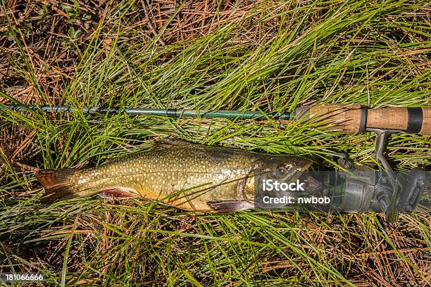 Hermoso Wild Brook Trucha En Color Dorado Foto de stock y más banco de imágenes de Trucha de manantial - Trucha de manantial, Animales salvajes, Pesca de trucha