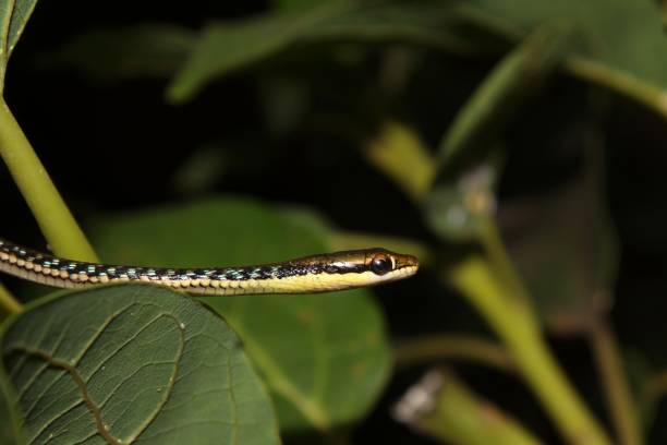 istock Dendrelaphis haasi, a species of small snake commonly found on Java Island 1810668323