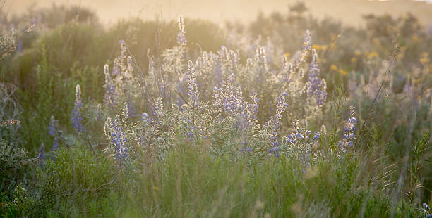 istock Lupie Flowers 181066861