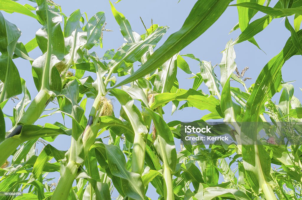 Mais-Pflanzen in einer Reihe - Lizenzfrei Agrarbetrieb Stock-Foto