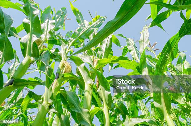 Maispflanzen In Einer Reihe Stockfoto und mehr Bilder von Agrarbetrieb - Agrarbetrieb, Blatt - Pflanzenbestandteile, Feld